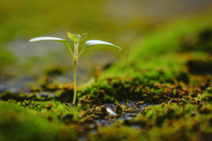Should you put your money in a stocks and shares ISA? Image shows a green shoot growing from the ground, symbolising investment.